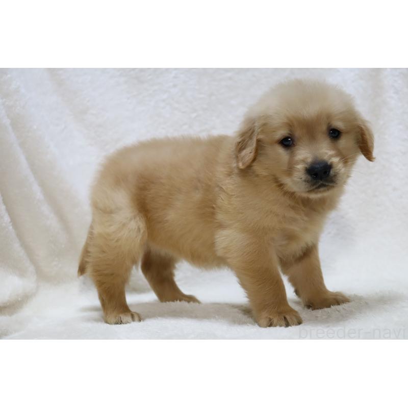 販売中の滋賀県のゴールデンレトリーバー-446760の6枚目