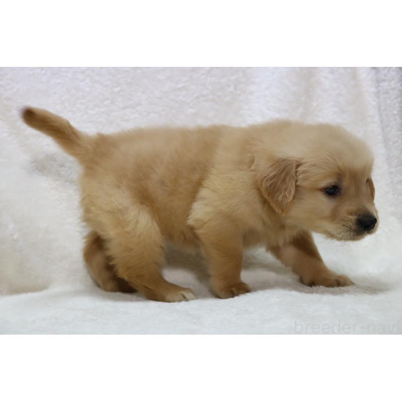 販売中の滋賀県のゴールデンレトリーバー-446760の5枚目