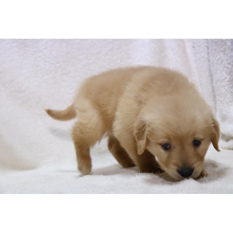 販売中の滋賀県のゴールデンレトリーバー-446760の4枚目