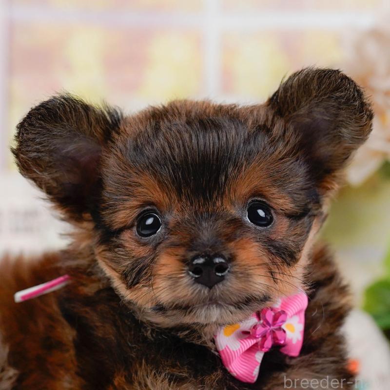 販売中の神奈川県のチワプー:チワワ×トイプードル-446762