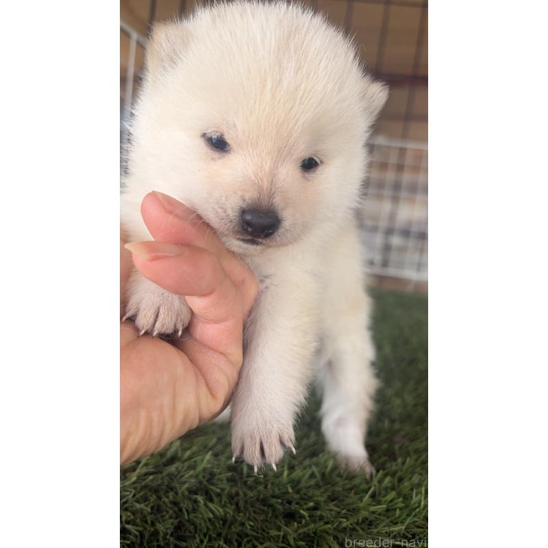 販売中の茨城県の豆柴-446766の2枚目