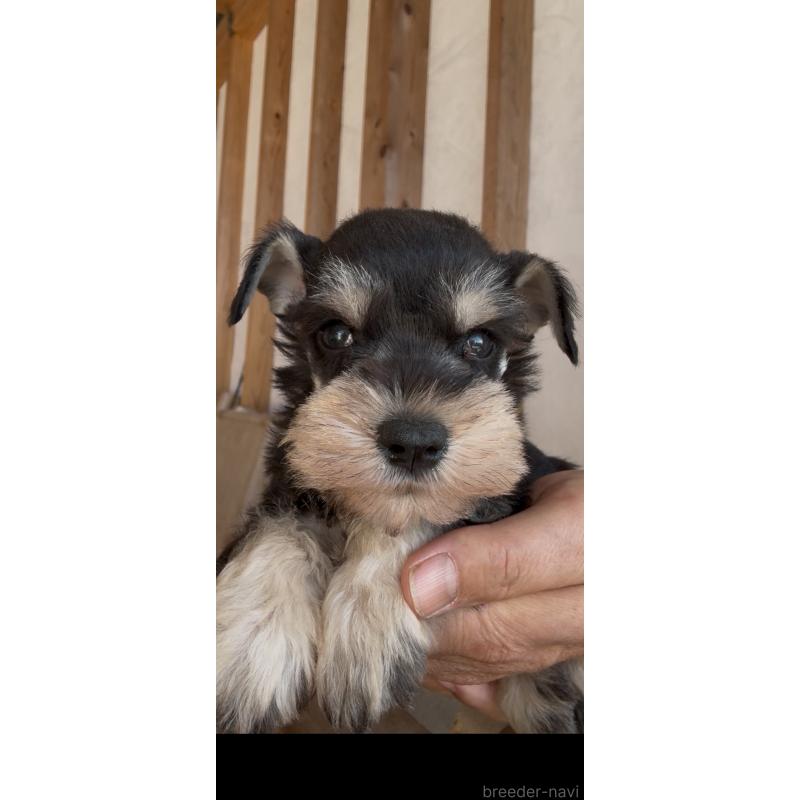 販売中の佐賀県のミニチュアシュナウザー-446771の4枚目