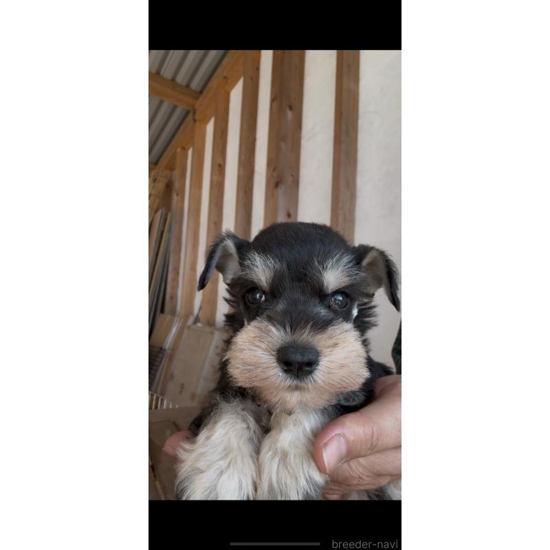 販売中の佐賀県のミニチュアシュナウザー-446771の3枚目