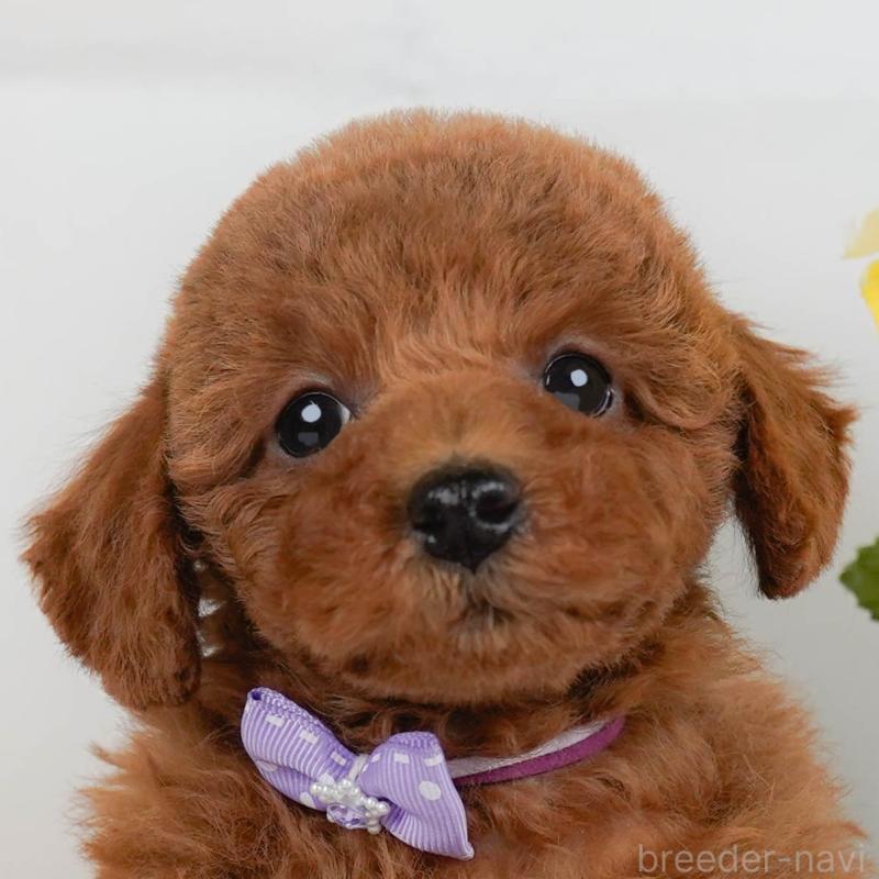 販売中の神奈川県のトイプードル-446773