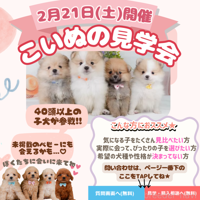 販売中の神奈川県のトイプードル-446774の3枚目