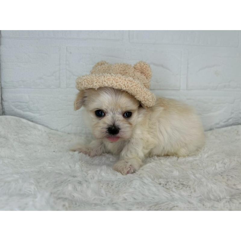 販売中の茨城県のチワマル:チワワ×マルチーズ-446650の10枚目