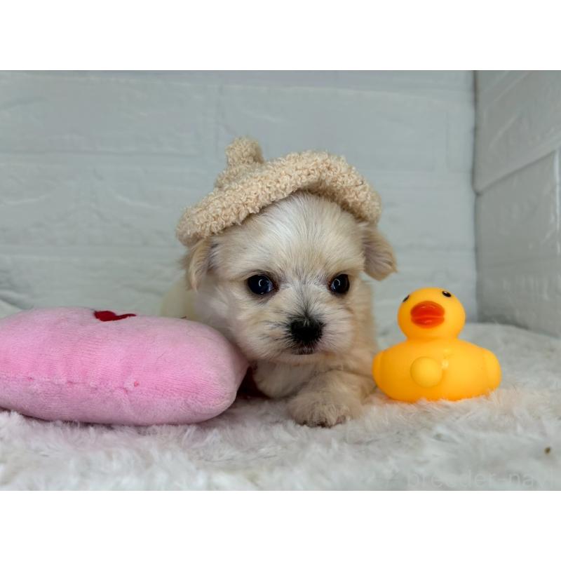 販売中の茨城県のチワマル:チワワ×マルチーズ-446650の9枚目