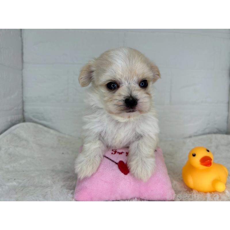 販売中の茨城県のチワマル:チワワ×マルチーズ-446650の8枚目