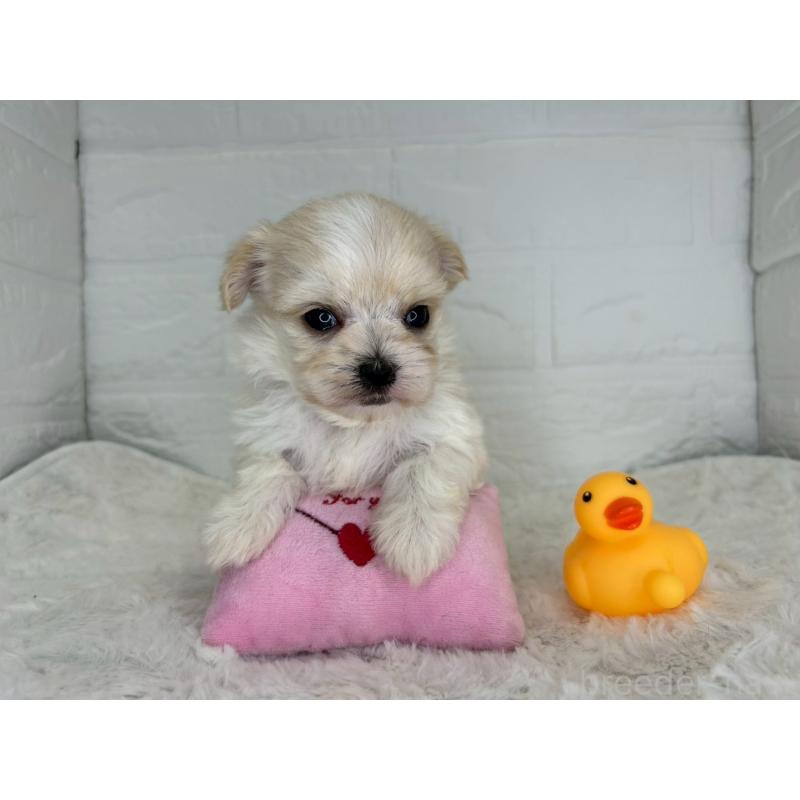 販売中の茨城県のチワマル:チワワ×マルチーズ-446650の7枚目