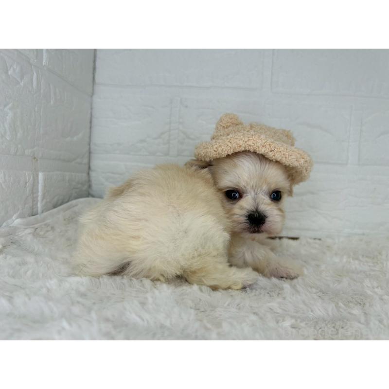 販売中の茨城県のチワマル:チワワ×マルチーズ-446650の6枚目