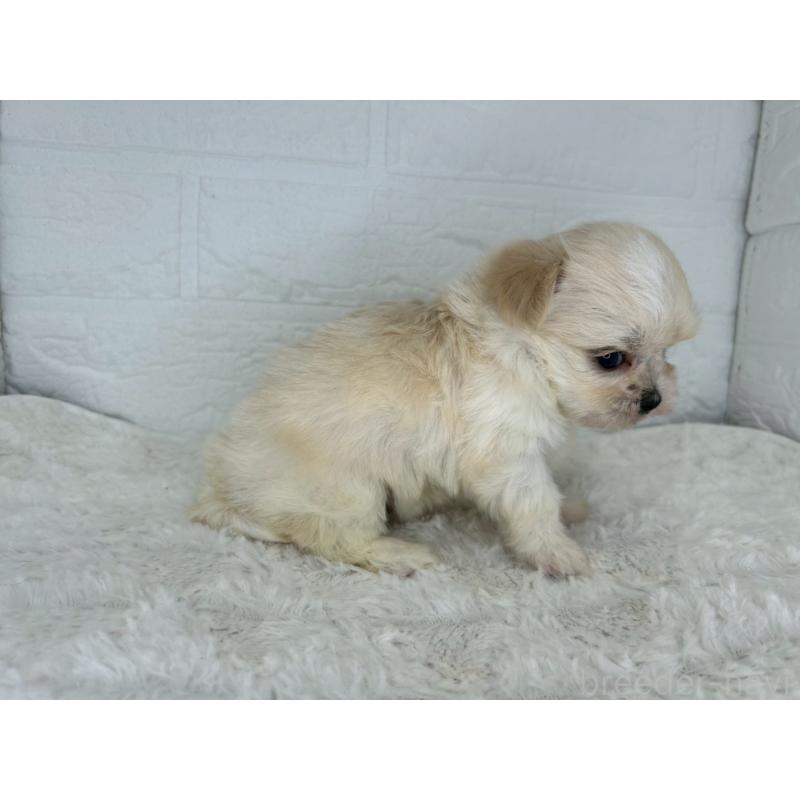 販売中の茨城県のチワマル:チワワ×マルチーズ-446650の5枚目