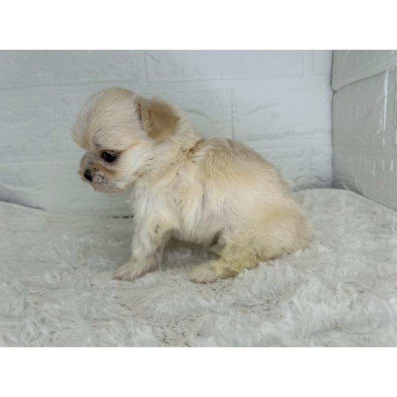 販売中の茨城県のチワマル:チワワ×マルチーズ-446650の4枚目