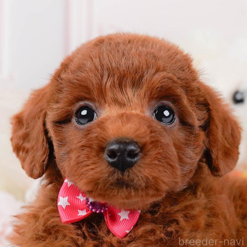 販売中の神奈川県のトイプードル-446775