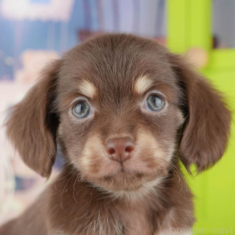 販売中の神奈川県のチワックス:チワワ×ミニチュアダックスフンド-446776