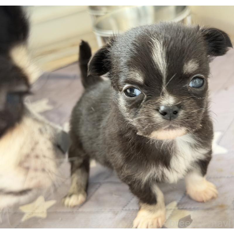 販売中の福岡県のチワワ(ロングコート)-446778の3枚目