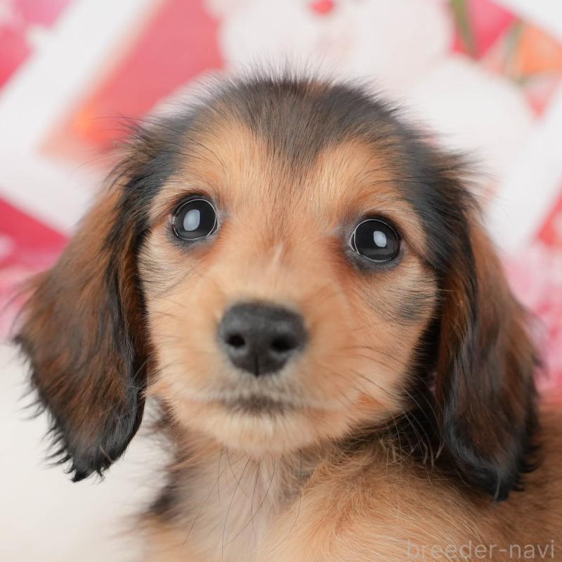 成約済の神奈川県のミニチュアダックスフンド(ロングヘアード)-446780の1枚目