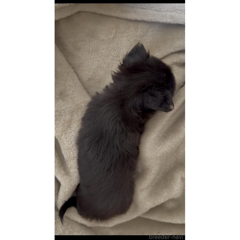 販売中の福岡県のチワワ(ロングコート)-446781の3枚目