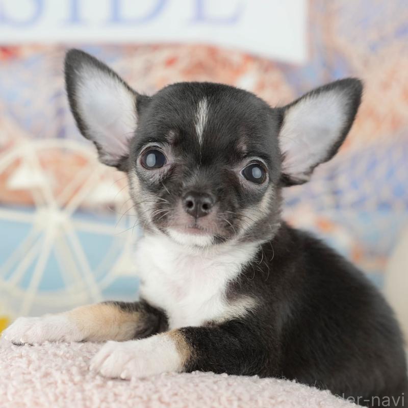 成約済ののチワワ(スムースコート)-446783