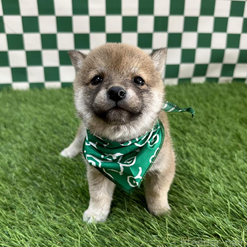 販売中の広島県の豆柴-446784の1枚目