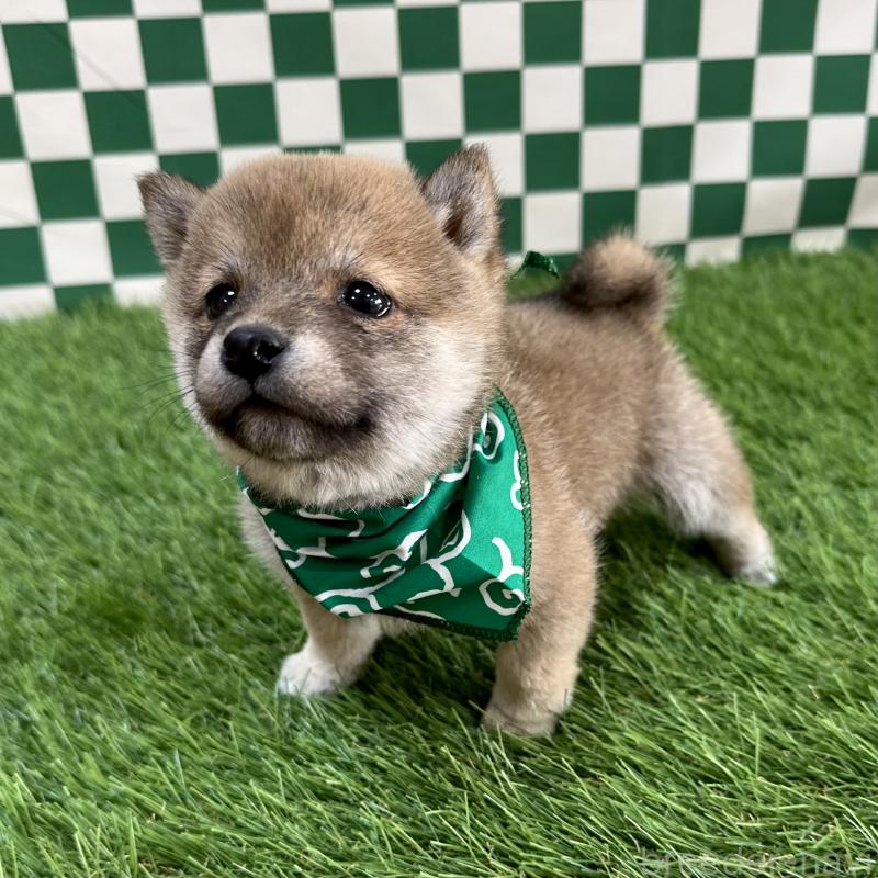 販売中の広島県の豆柴-446784の4枚目