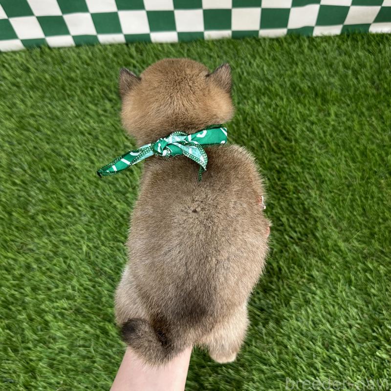 販売中の広島県の豆柴-446784の3枚目