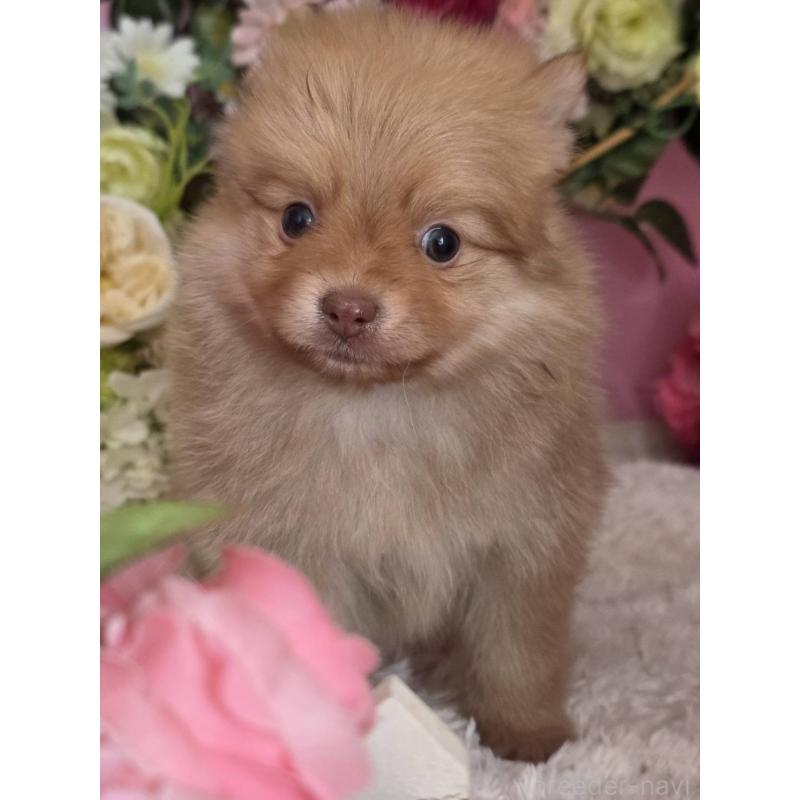 販売中の大阪府のポメラニアン-446785の3枚目