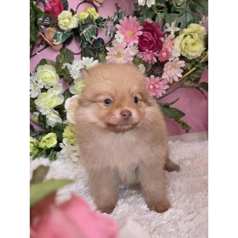 販売中の大阪府のポメラニアン-446785の2枚目