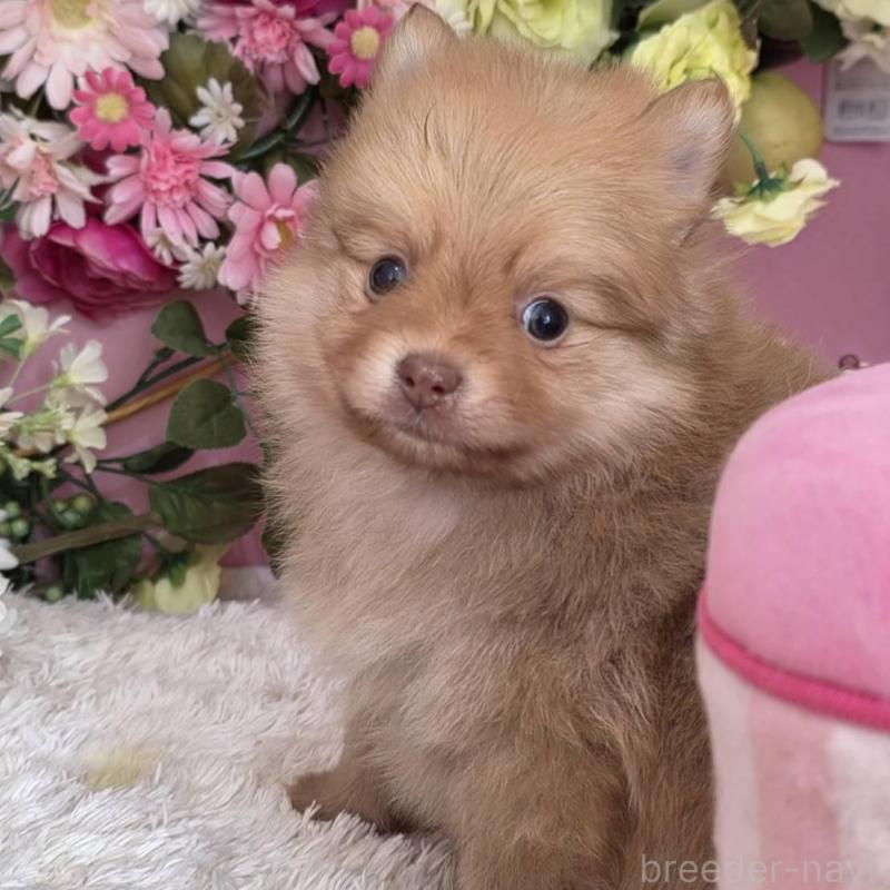 販売中の大阪府のポメラニアン-446785の1枚目