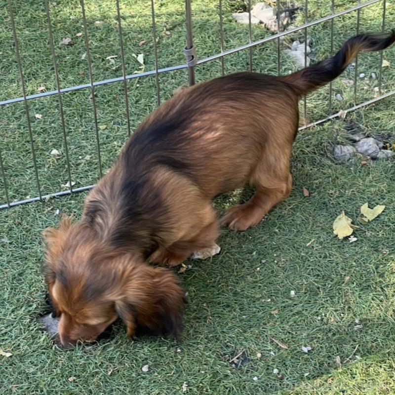 販売中の埼玉県のミニチュアダックスフンド(ロングヘアード)-446790の5枚目