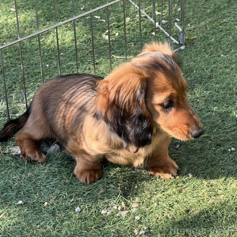 販売中の埼玉県のミニチュアダックスフンド(ロングヘアード)-446790の4枚目