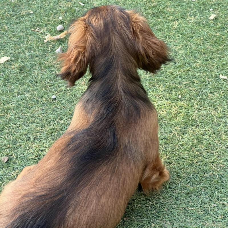 販売中の埼玉県のミニチュアダックスフンド(ロングヘアード)-446790の3枚目