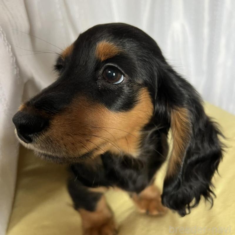 販売中の埼玉県のミニチュアダックスフンド(ロングヘアード)-446791