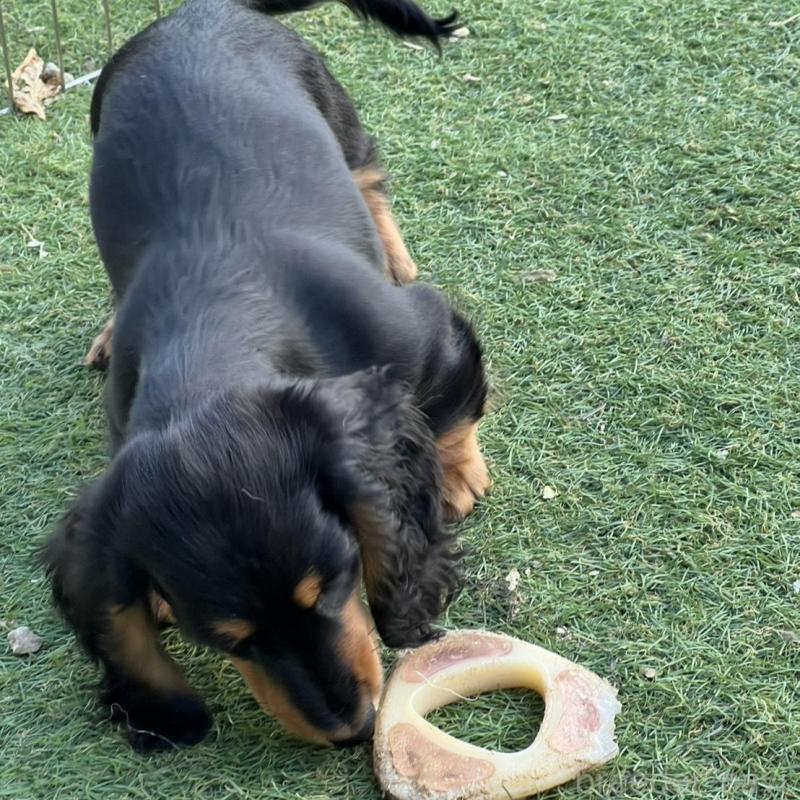 販売中の埼玉県のミニチュアダックスフンド(ロングヘアード)-446791の4枚目