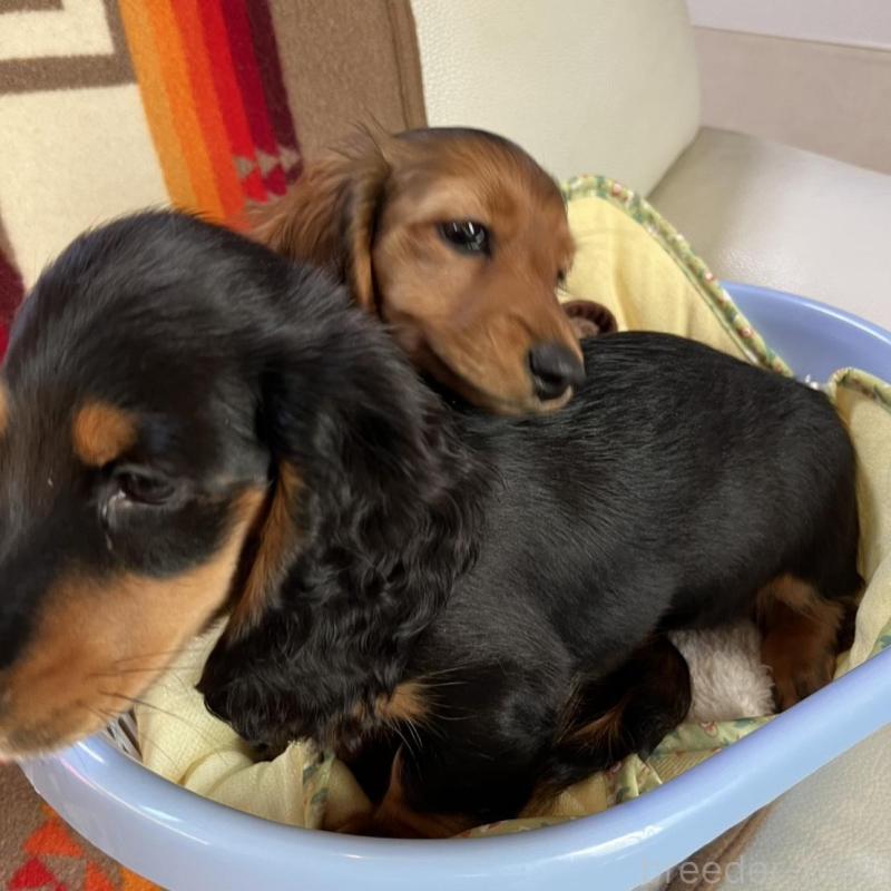 販売中の埼玉県のミニチュアダックスフンド(ロングヘアード)-446791の3枚目