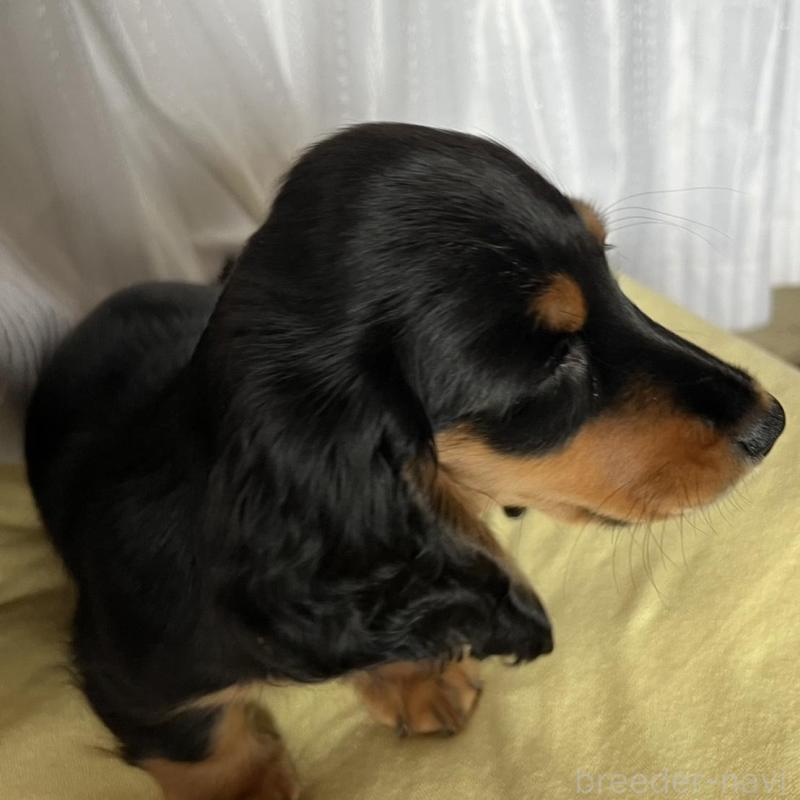 販売中の埼玉県のミニチュアダックスフンド(ロングヘアード)-446791の2枚目