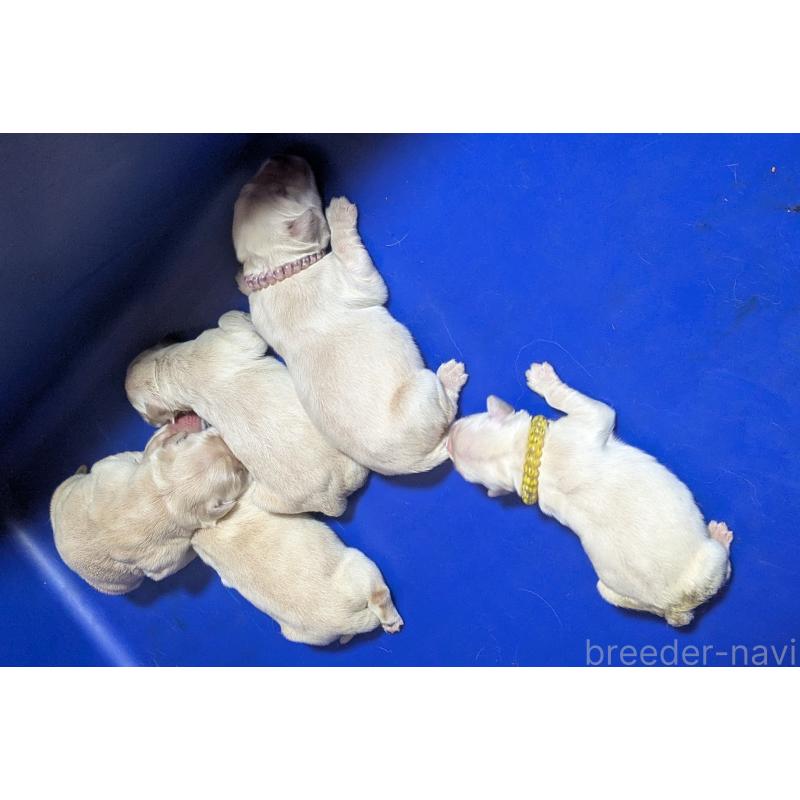 販売中の北海道のゴールデンレトリーバー-446927の4枚目