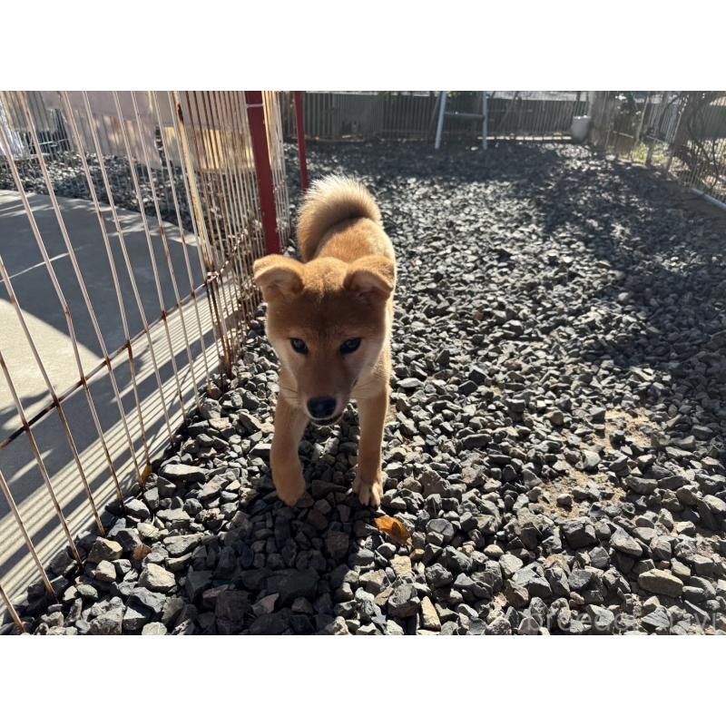 販売中の岡山県の柴犬-430258の5枚目