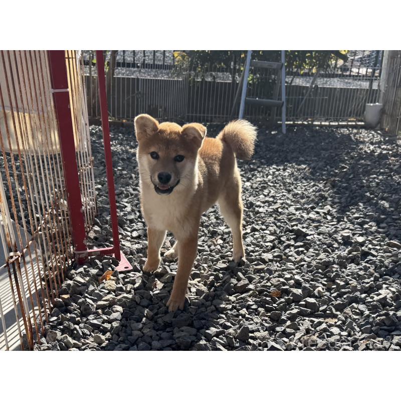 販売中の岡山県の柴犬-430258の4枚目