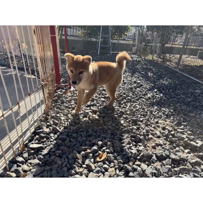 販売中の岡山県の柴犬-430258の3枚目