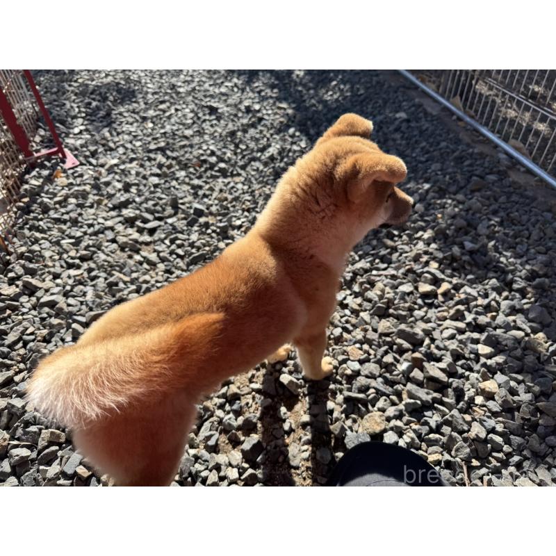 販売中の岡山県の柴犬-430258の2枚目