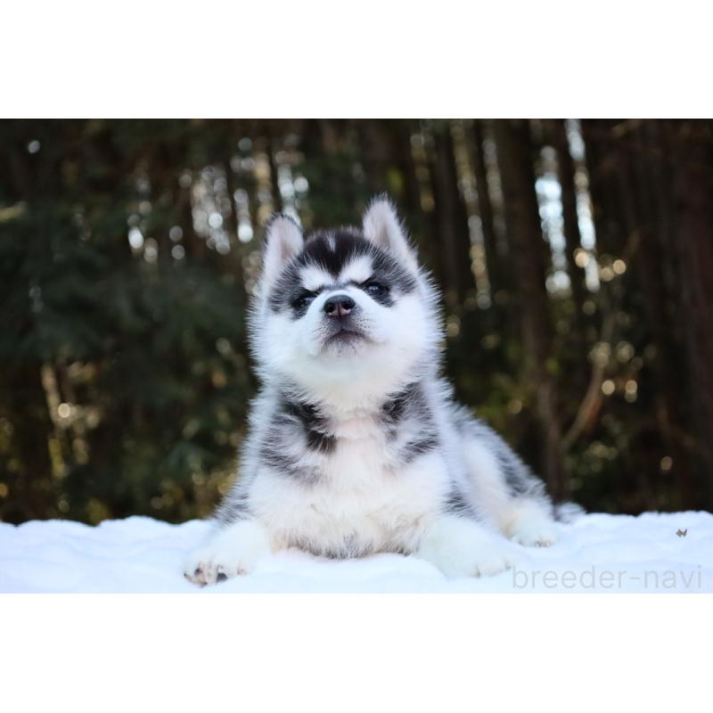 販売中の栃木県のシベリアンハスキー-446794の24枚目
