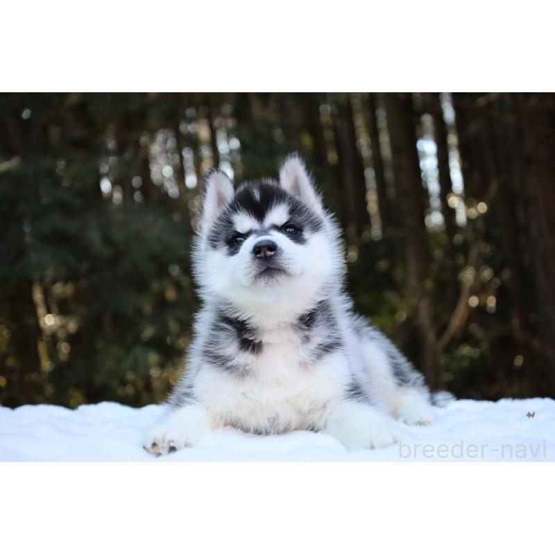 販売中の栃木県のシベリアンハスキー-446794の23枚目