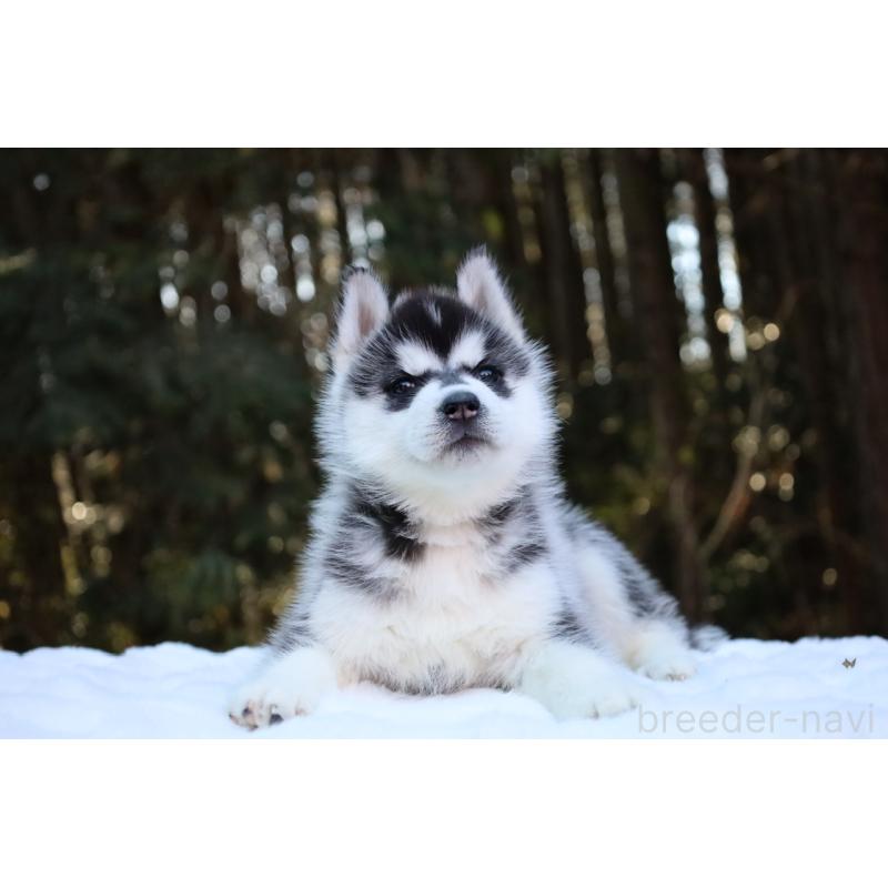 販売中の栃木県のシベリアンハスキー-446794の22枚目