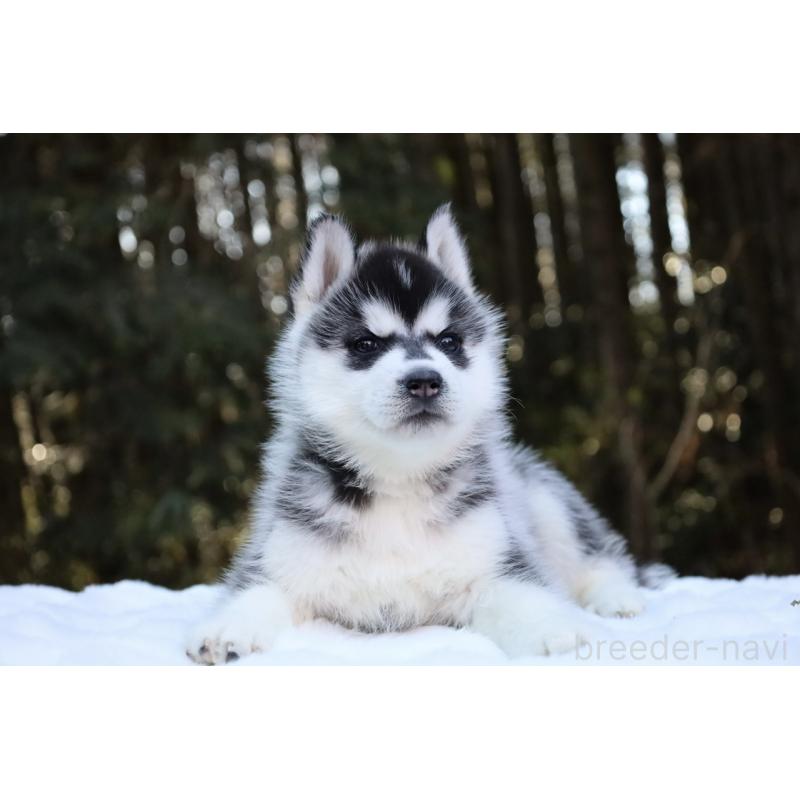 販売中の栃木県のシベリアンハスキー-446794の21枚目