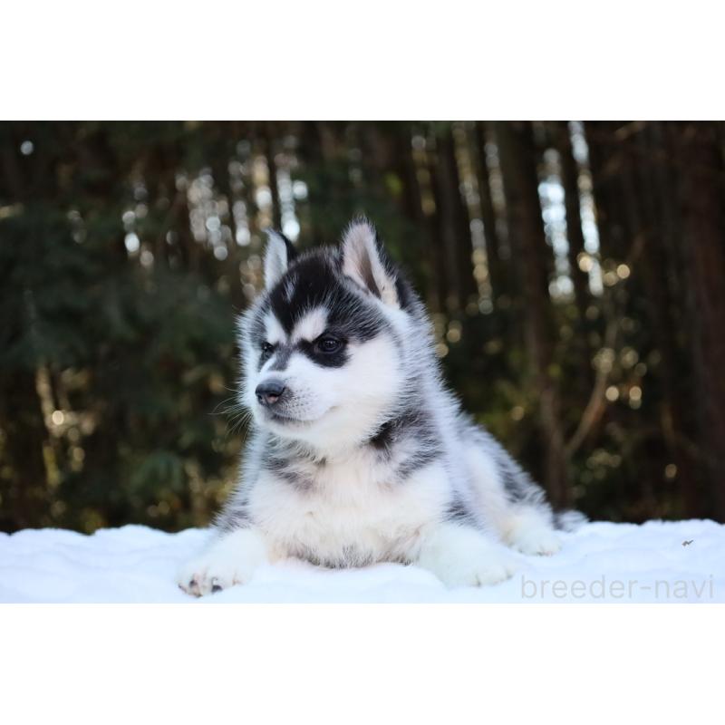 販売中の栃木県のシベリアンハスキー-446794の20枚目