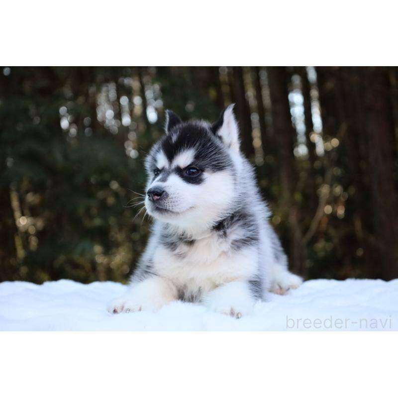 販売中の栃木県のシベリアンハスキー-446794の18枚目