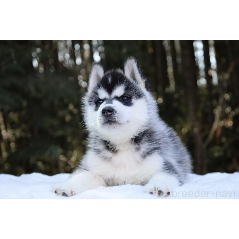 販売中の栃木県のシベリアンハスキー-446794の16枚目