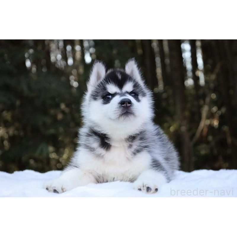 販売中の栃木県のシベリアンハスキー-446794の15枚目