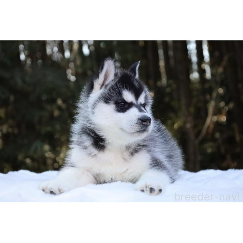 販売中の栃木県のシベリアンハスキー-446794の13枚目