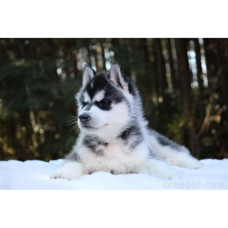 販売中の栃木県のシベリアンハスキー-446794の9枚目